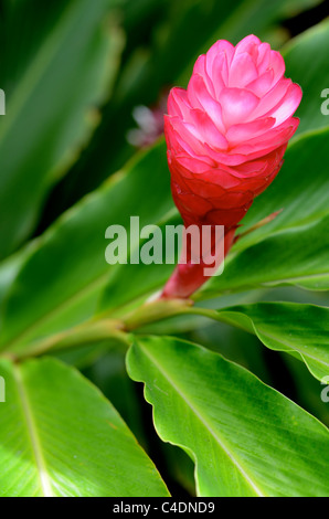 Una bella Tropical Red Ginger Foto Stock