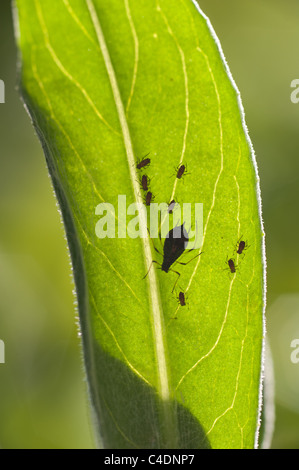 Afidi nero aspirare sap da piante, pest Hemiptera Foto Stock