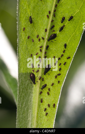 Afidi nero aspirare sap da piante, pest Hemiptera Foto Stock