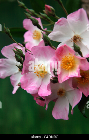 Rosa "Francis E. Lester' AGM Rambler Rose Foto Stock