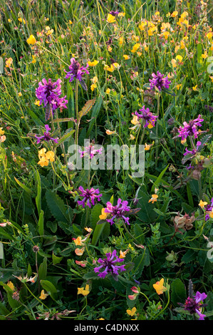 Betony e bird's-piede di trifoglio, in fiore, Wiltshire Wildlife Trust Cloatley Prati Riserva Naturale Bosco Braydon Foto Stock