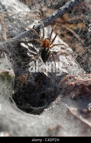 Imbuto di erba weaver spider Agelena labyrinthica Agelenidae all'ingresso a imbuto nella coperta di rugiada web UK Foto Stock