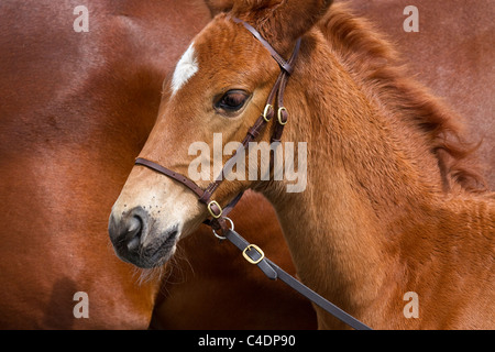 Ritratto di Oldenburg Stallion Foal col Mare al Royal Cornwall Showground Show 2011, Wadebridge, Cornwall County, Regno Unito Foto Stock