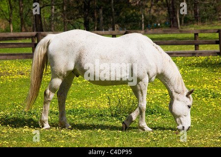 Animali / un cavallo al pascolo in un campo circondato da fiori di primavera. Foto Stock