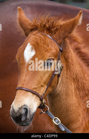 Ritratto di Oldenburg Stallion puledro di razza pura con Mare presso il 2011 Royal Cornwall Showground Show, St Albans, Cornwall County, Regno Unito Foto Stock