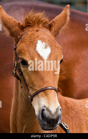 Ritratto di Oldenburg Stallion puledro con Mare presso il 2011 Royal Cornwall Showground Show, St Albans, Cornwall County, Regno Unito Foto Stock