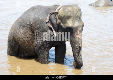 Un elefante balneazione nel fiume a Chitwan il parco nazionale,Nepal Foto Stock