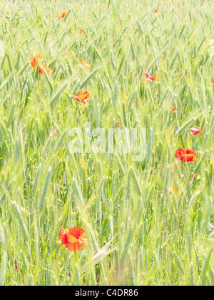 Poppies in un wheatfield Foto Stock