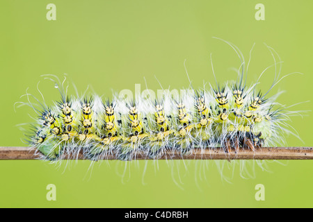 L'imperatore Moth caterpillar Foto Stock