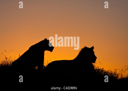 I Lions stagliano contro il cielo della sera adolescente di sesso maschile e di sesso femminile rilassante prima di andare sul prowl in cerca di prede. Foto Stock