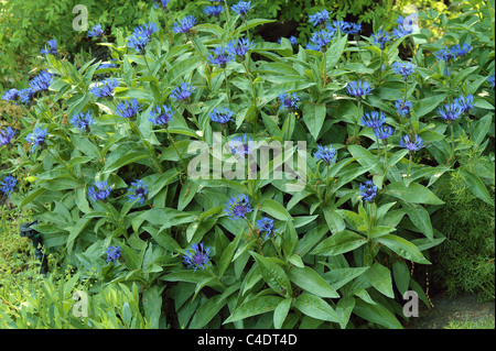 Blue cornflowers in piena fioritura la Centaurea montana Foto Stock