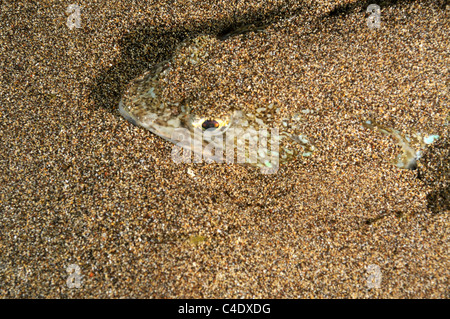 Maggiore Weever pesce (Trachinus draco) a bacca nascondere in sabbia sul fondale marino Foto Stock