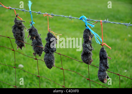 Derbyshire, Inghilterra: dead moli visualizzato dopo essere stato catturato Foto Stock