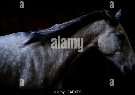 Un cavallo bianco fotografato su uno sfondo scuro. Foto Stock