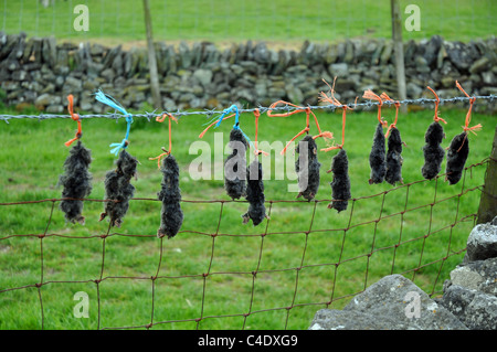 Derbyshire, Inghilterra: dead moli visualizzato dopo essere stato catturato Foto Stock