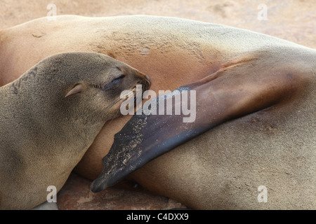 Pelliccia sigillo femmina adulti giovani di allattamento cub al Cape Cross colonia di foche in Namibia. Foto Stock