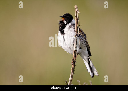 Reed bunting, Emberiza schoeniclus, maschio singolo canto sul pesce persico, Midlands, Giugno 2011 Foto Stock
