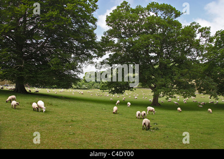 Un gregge di miste di pecore pascolano sotto alberi di quercia a Kingston Maurward College, Dorchester Dorset, England, Regno Unito Foto Stock