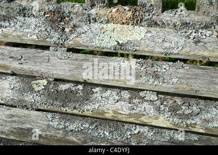 Il Lichen sul banco, Eastbourne cimitero, East Sussex, GB. Foto Stock