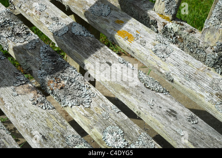 Il Lichen sul banco, Eastbourne cimitero, East Sussex, GB. Foto Stock