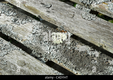 Il Lichen sul banco, Eastbourne cimitero, East Sussex, GB. Foto Stock