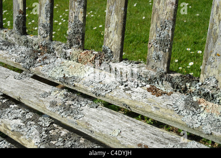 Il Lichen sul banco, Eastbourne cimitero, East Sussex, GB. Foto Stock