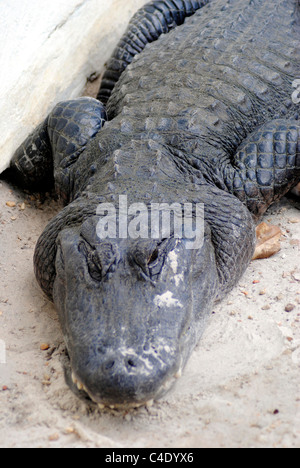 Il coccodrillo americano nome latino Alligator mississippiensis Foto Stock