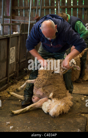 Jim Beavan del programma della BBC 'Figliando Live" dando dimostrazione di tosatura alla Corte Llanthony Farm su Open Farm domenica Foto Stock