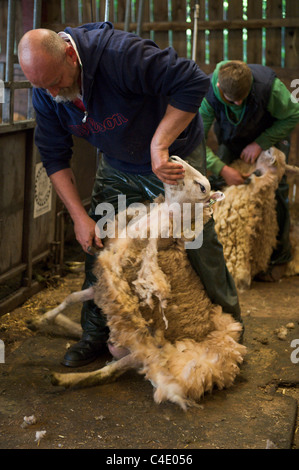 Jim Beavan del programma della BBC 'Figliando Live" dando dimostrazione di tosatura alla Corte Llanthony Farm su Open Farm domenica Foto Stock