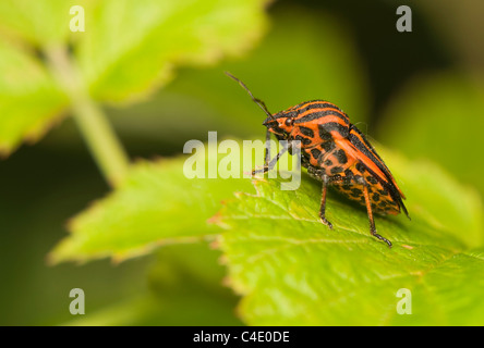 Graphosoma lineatum Foto Stock