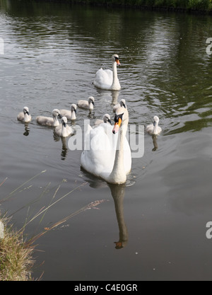 Una famiglia di cigni e cygnets visto sul Leeds e Liverpool canal vicino a Skipton, nello Yorkshire, Inghilterra, Regno Unito Foto Stock