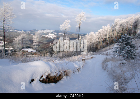 Beskid Zywiecki (vicino Hala Krupowa) in inverno, Polonia, dei Carpazi Foto Stock