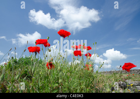 Papaveri selvatici contro il cielo blu, la prima guerra mondiale il trench, Fiandre Foto Stock