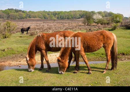 New Forest pony vicino torrente, Fritham, Hampshire Foto Stock