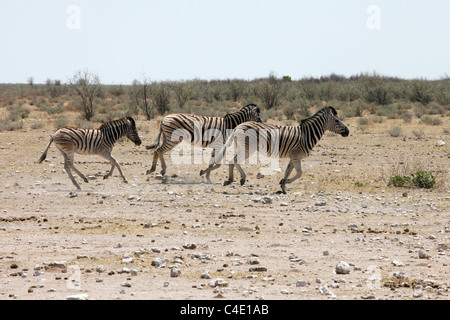 La Burchell Zebra (Equus quagga burchellii), Etosha Natinal Park, Namibia Foto Stock