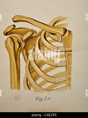 Illustrazione della spalla umana copyright 1902 Foto Stock