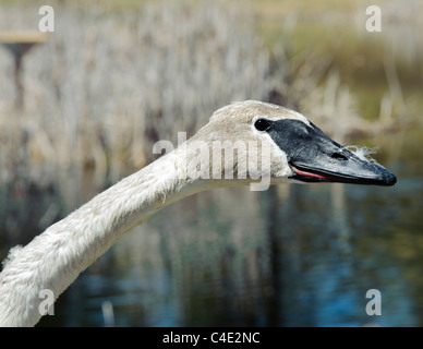 Un trombettista nastrati Swan, parte del Cigno Progetto di restauro in Western Montana, attende di essere rilasciata vicino Ovando Montana. Foto Stock