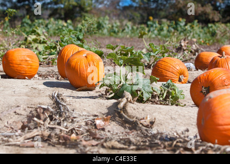 Zucche in un campo pronto per la mietitura Foto Stock
