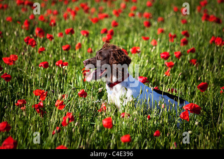 Cane sul campo di papavero Foto Stock