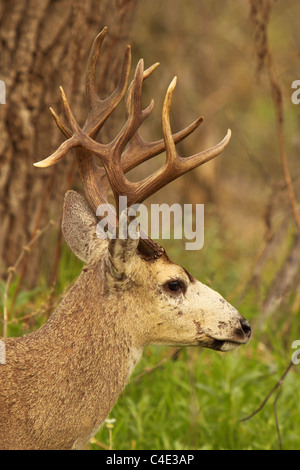 Un ritratto di profilo di un 12-punto nero-tailed Deer buck. Foto Stock