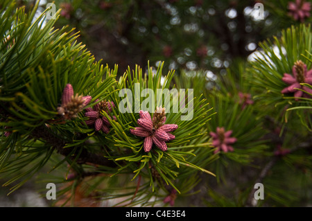 Un close-up di un albero di pino con cono rosa gemme prese nel Parco Nazionale di Acadia sull'isola di Mount Desert nel Maine, Stati Uniti d'America. Foto Stock