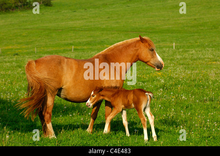 Hanoverian mare e puledro in un paddock Foto Stock