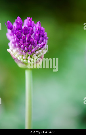 Allium hollandicum 'viola sensazione'. Cipolla ornamentali fiore emergente da bud Foto Stock