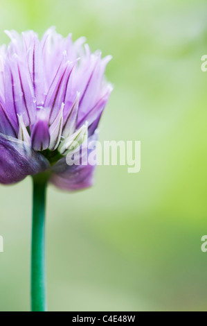Allium schoenoprasum. Fiore di erba cipollina Foto Stock