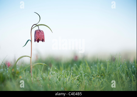 Fritillaria meleagris Testa di serpenti fritillary fiori selvatici nella campagna inglese. Nord Prato, Cricklade, Inghilterra Foto Stock