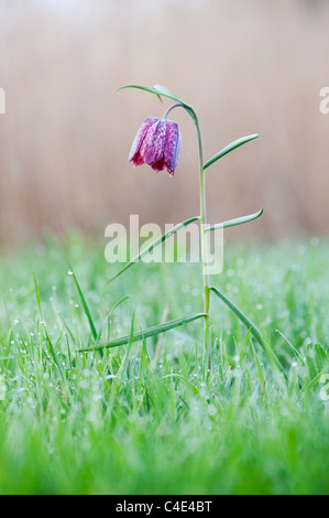 Fritillaria meleagris Testa di serpenti fritillary fiori selvatici nella campagna inglese. Nord Prato, Cricklade, Inghilterra Foto Stock