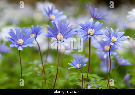 Anemone blanda fiori. Windflower Foto Stock