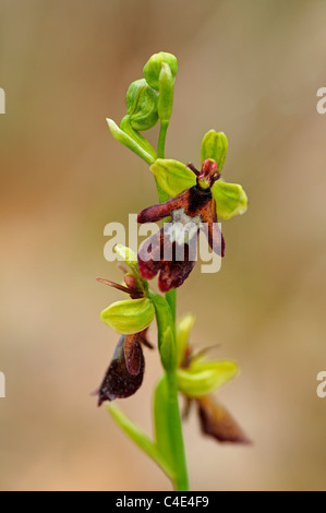 Fly orchid, Ophrys insectifera, orchidee terrestri, Orchidaceae Foto Stock