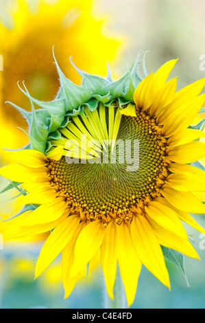 Helianthus annuus. Petali di girasole in apertura di una coltura in India Foto Stock