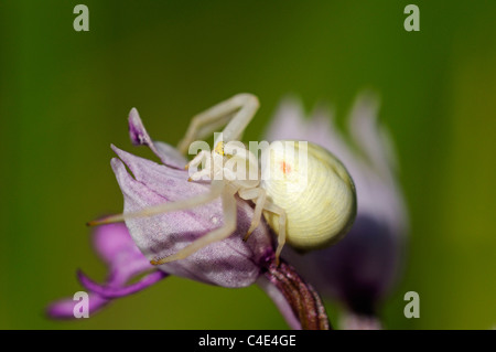 Femmina Misumena vatia spider su un fiore di orchidea, Thomisidae Foto Stock